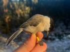 One of my favorite pictures of a willow tit we banded