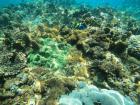 A healthy coral reef