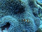 How many clownfish can you spot in the anemone?