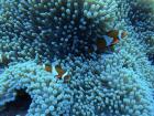 Ocillaris clownfish look just like Nemo