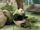 Giant Pandas love to eat bamboo