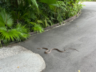 A rat snake in the city