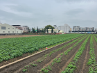 The field where my students grow their own sweet potatoes 