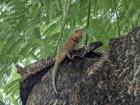 Another cool lizard spotted in Ho Chi Minh City! 