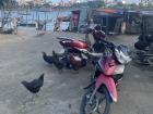 After the gecko, the animal I see the most in Vietnam is probably the chicken