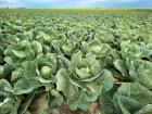 A cabbage field in Schleswig-Holstein, with heads of cabbage as far as the eye can see!