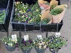 This week, our local farmers' market was selling fresh flowers -- another sign that spring is here!