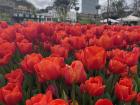 Right now, there are fields of tulips in every color growing in cities all over Europe