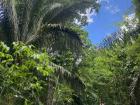 My friend and I using binoculars to find a howler monkey in the trees at Parque Natural Metropolitan, the Metropolitan Nature Park