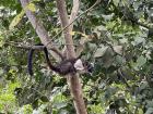 This is a mono titi, or Geoffroy's tamarin, seen outside my apartment in Panama City; unlike howler monkeys, it doesn't have a prehensile tail