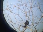 A howler monkey sits high in the treetops at sunrise on Barro Colorado Island; she watches me as I watch her and her baby through my binoculars