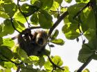 One of the many cool animals in Panama--this is a three-toed sloth!