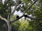 Howler monkeys sleeping away a hot afternoon on BCI 