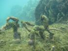 I still can't believe I saw this seahorse while snorkeling in the Caribbean!