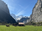 Cows grazing with the stunning mountains of Lauterbrunnen in the background