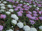 Pink and white flowers by the University of Bern campus