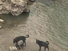 A dog family hanging out by the Chalhuanca River