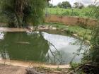 African slender-snouted crocodiles at Kalimba Reptile Park