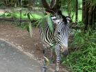 Zebra in Livingstone 