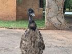 Emu in Livingstone 