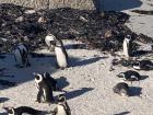 Penguins at Boulders Beach 