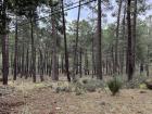 The woods in El Escorial, Spain