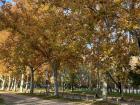 The autumn colors of Casa de Campo, a park in Madrid