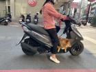 Lots of pet owners bring their dogs for joy rides on their scooters!