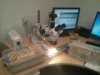 A look at some of my work studying tree rings, you can see the rings and my marks on the screen