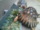 Critically endangered radiated tortoises that I was able to care for at the National Zoo