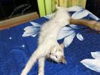 My host mom's cat, Lulu, stretching out on my bed