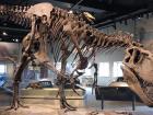 A dinosaur at the Field Museum in Chicago that I'd like to visit some day