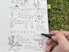 Drawing of a bushbuck, an animal I've seen while exploring in Africa