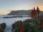 The south coast of South Africa is full of beautiful and exotic-looking plants