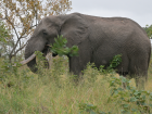 Elephants need to eat a lot of plants every day, and will even eat whole branches