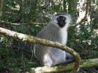 Vervet monkeys are frequently encountered on hikes