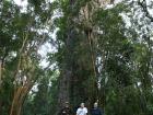 The 800+ year-old tree appropriately named "The Big Tree"