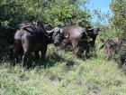 Oxpeckers (small birds) sit on the back of a buffalo and catch the bugs the come to bother her