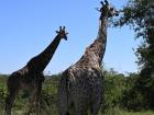 Only giraffes are tall enough to eat the leaves from the treetops