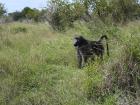 Baboons are the largest primate in South Africa