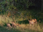 Wild dogs are a rare sighting even in Kruger, as they are critically endangered