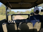 View from inside a safari vehicle, with a common safari road-block ahead