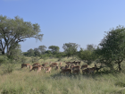 Impala are a type of antelope, and are the most common animal in Kruger