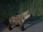 Hyena cubs are cute and scruffy, but will grow into one of the most fierce predators on the savannah