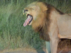 A male lion yawns as he wakes up in the early evening