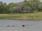 Hippos are sensitive to the hot sun, so they spend most of their time in the water