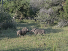 Two male warthogs size each other up