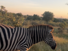 Zebra's stripes look cool, but they also make it harder for predators to single one out from the herd