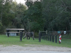 This large male baboon patrolled a picnic site while his family played in the forest nearby