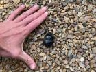 Dung beetles are important for spreading around seeds and nutrients